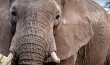 Serengeti I Tanzania