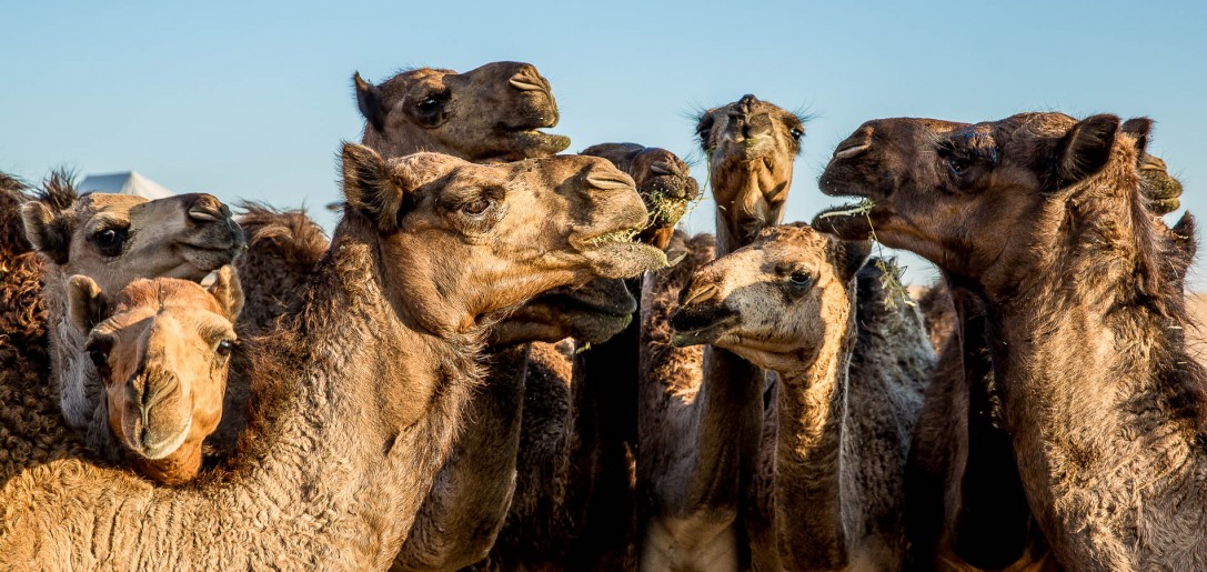Liwa I Abu Dhabi