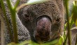 Girringun NP, Queensland I Australia