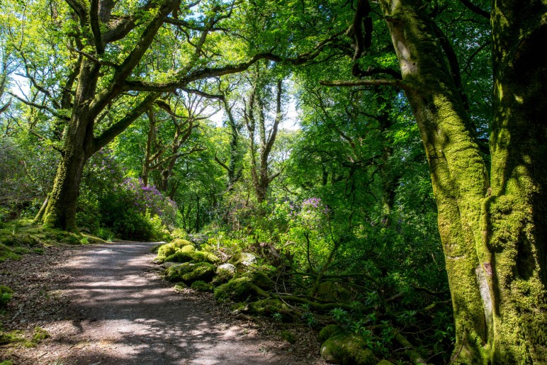 Killarney. Muckross Lake, Irland