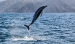 Kaikoura, NZ